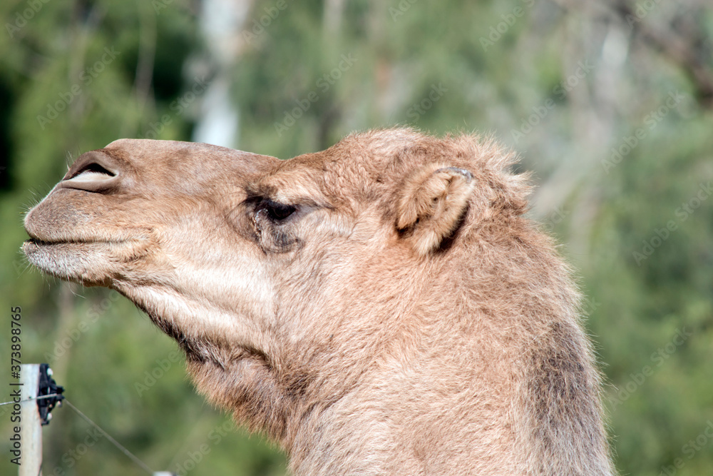 Fototapeta premium the camel is brown with a hump