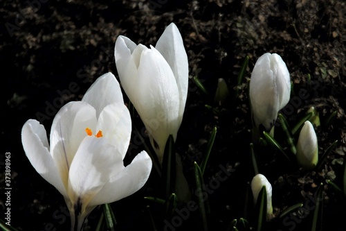 Wiosenna radość kwiat, krokus, jary,  flora,fiolet, flora, tulipa, beuty, piękne, makro, kwiatowy, pora roku, 