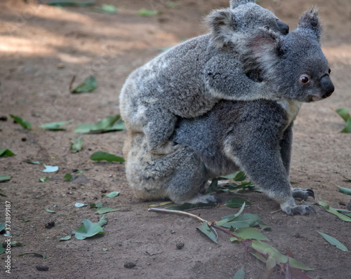 the koala is holding her joey on her back