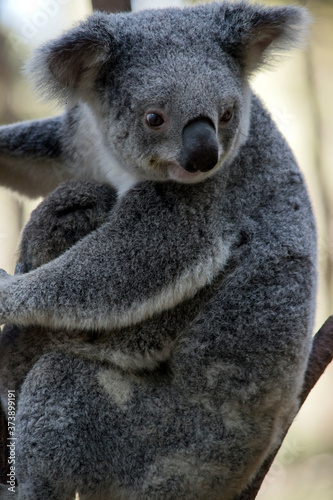 the koala is holding her joey © susan flashman