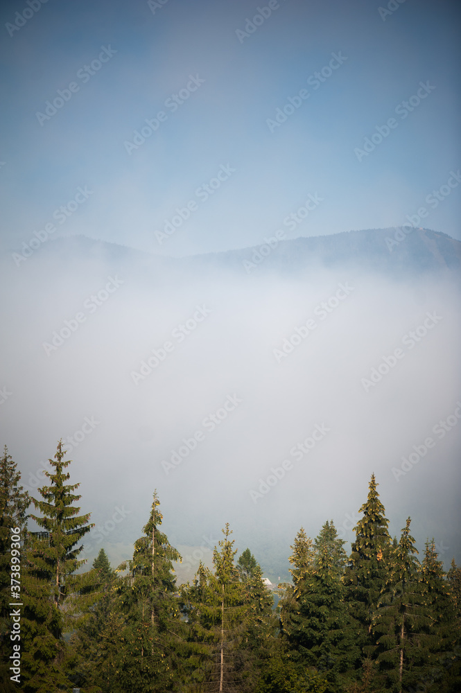 Coniferous forest high in the mountains behind the clouds