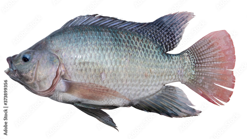 Fototapeta premium Tilapia Isolated on white background. With clipping path.