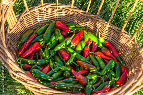 Harvest of red and green hot chili peppers.