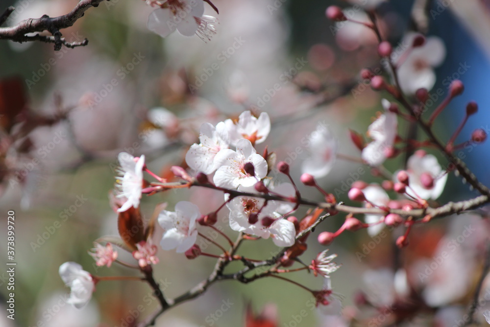 Cherry Blossoms