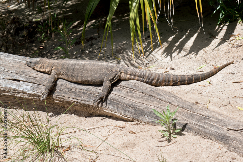 the rosenberg lizard is resting on a log the rosenberg lizard is resting on a log