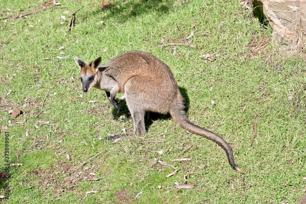the swamp wallaby is looking for food the swamp wallaby is looking for food