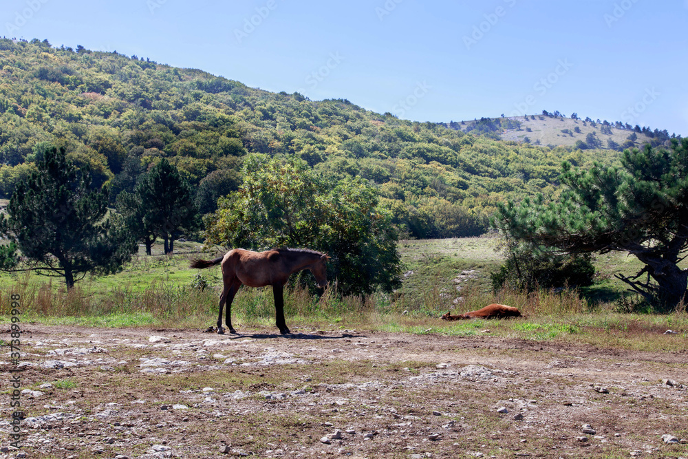 
Two brown horses on the plateau of Mount Ai-Petri in Crimea. One is grazing and the other horse is sleeping. Russia. Autumn