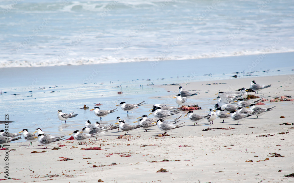 Fototapeta premium the flock of terns are on the beach
