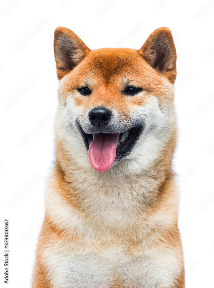 Shiba Inu dog looks on isolated background