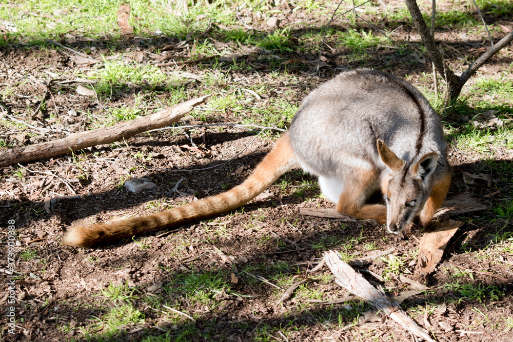 Naklejka premium the yellow footed rock wallaby has a long tail