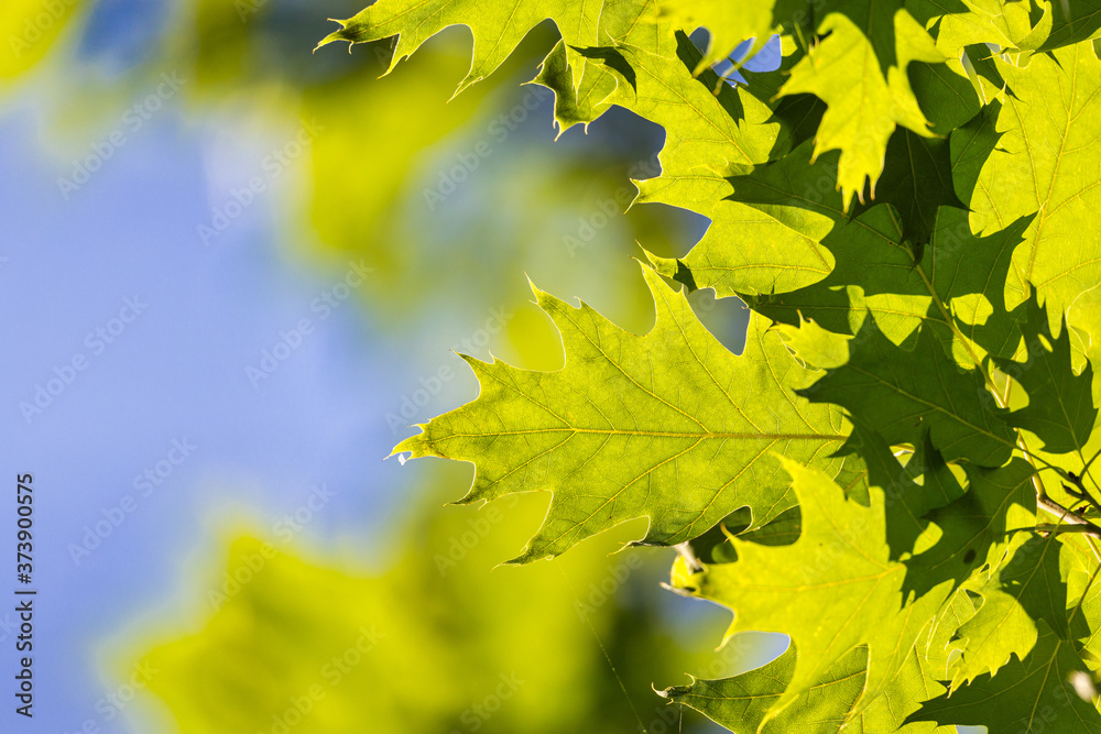 Vivid summertime background with vivid green leafs against blue sunny sky. Vivid summertime background with vivid green leafs against blue sunny sky.