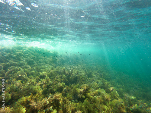 Underwater Black Sea algae and tiny fish