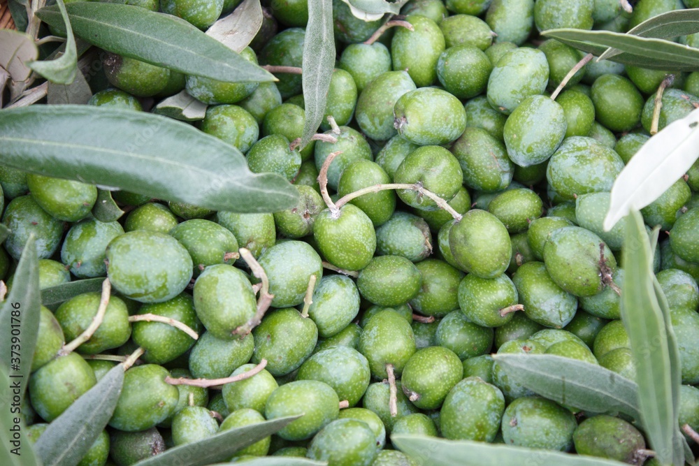 green olives freshly picked from the tree green olives freshly picked from the tree