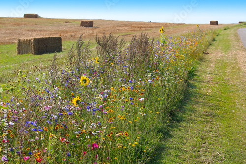 Fotografia, Obraz Biodiversity conservation - wildflower borders along farm fields to support poll