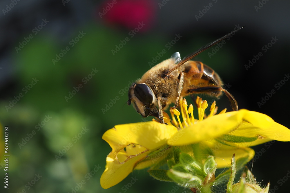 bee on yellow flower, hoverfly on yellow flower bee on yellow flower, hoverfly on yellow flower