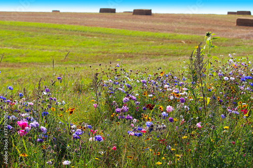 Fototapet Biodiversity conservation - wildflower borders along farm fields to support poll