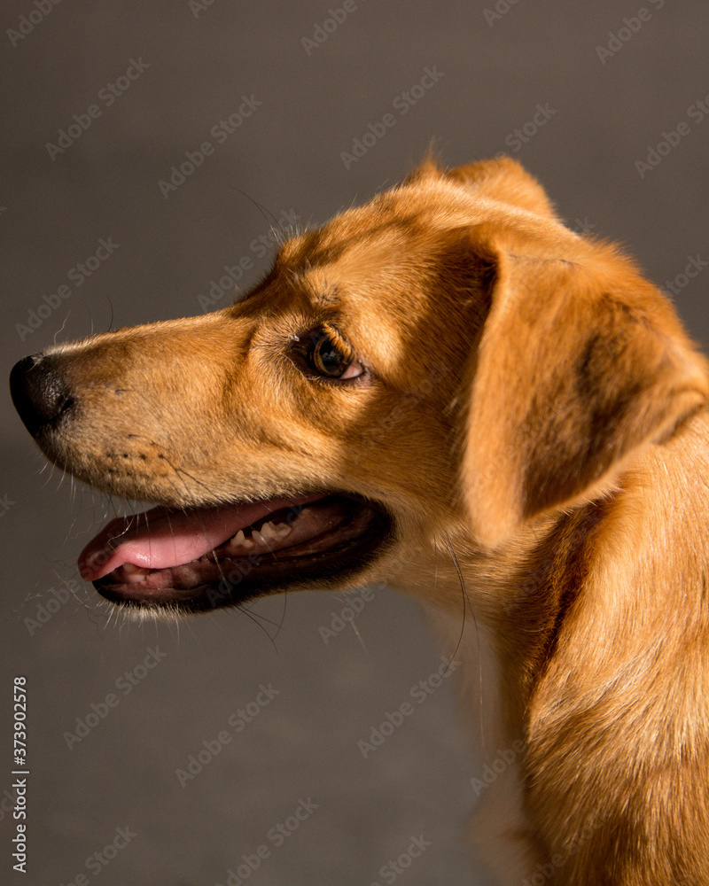 Perro-mascota-mirada-perruno-retrato-foto-estudio-pajarita-lengua-mestizo-cachorro-canino-labrador-adorable-mestizo-adoptar Perro-mascota-mirada-perruno-retrato-foto-estudio-pajarita-lengua-mestizo-cachorro-canino-labrador-adorable-mestizo-adoptar