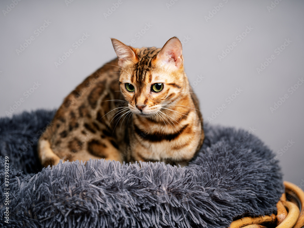 Young Bengal Cat in her Cat Bed