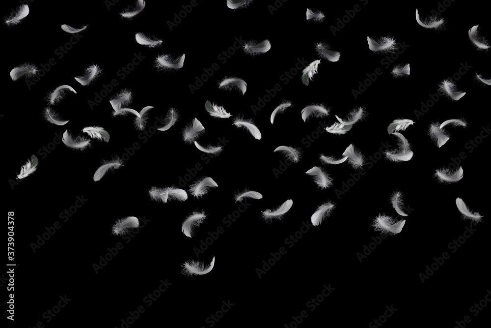 Abstract, Group of light fluffy a white feathers floating in the dark. Black background.