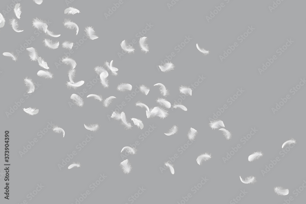 Abstract, Group of light fluffy a white feathers floating in a blue air.  Gray background.