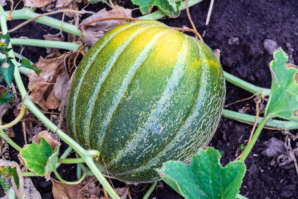 The striped melon ripens in the vegetable garden before harvest The striped melon ripens in the vegetable garden before harvest