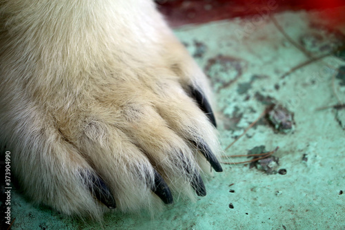Photo background of a white paw with bear