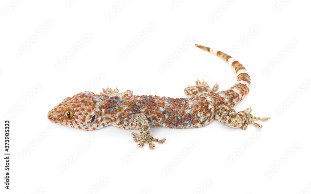 Naklejka premium Gecko isolated on white background
