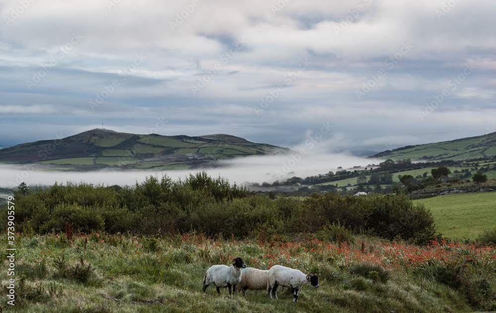 Fototapeta premium sheep grazing in a grass meadow on the Dingle peninsula during misty morning, County Kerry, Ireland