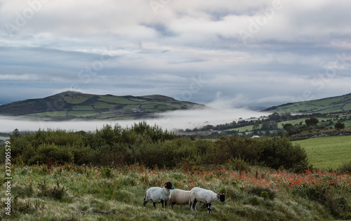sheep grazing in a grass meadow on the Dingle peninsula during misty morning, County Kerry, Ireland