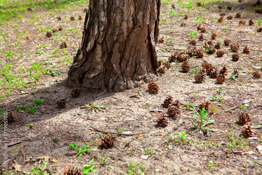 Fallen cones around pine tree Fallen cones around pine tree