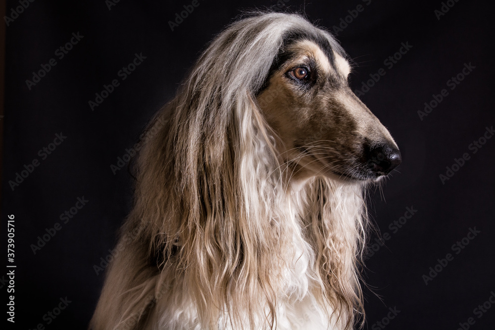 perro-mascotas-Lebrel afgano-pelo-pelo largo-blanco- pedigrí-retrato-mirada-movimiento-lengua-posar-fondo negro-negro-belleza-adorable perro-mascotas-Lebrel afgano-pelo-pelo largo-blanco- pedigrí-retrato-mirada-movimiento-lengua-posar-fondo negro-negro-belleza-adorable