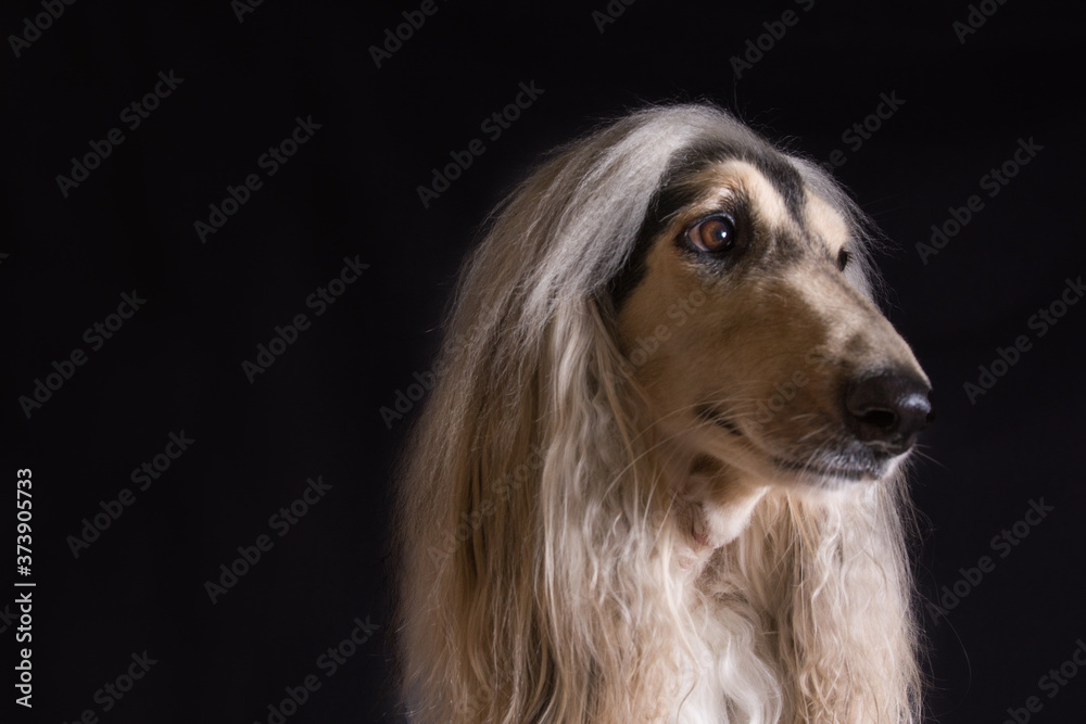 perro-mascotas-Lebrel afgano-pelo-pelo largo-blanco- pedigrí-retrato-mirada-movimiento-lengua-posar-fondo negro-negro-belleza-adorable perro-mascotas-Lebrel afgano-pelo-pelo largo-blanco- pedigrí-retrato-mirada-movimiento-lengua-posar-fondo negro-negro-belleza-adorable
