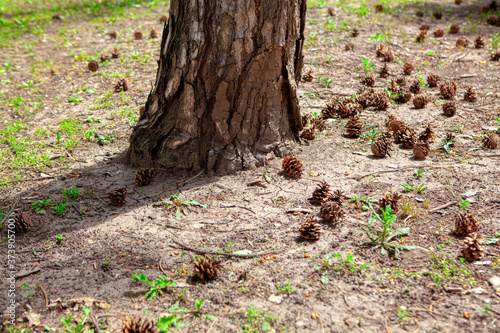 Fallen cones around pine tree 