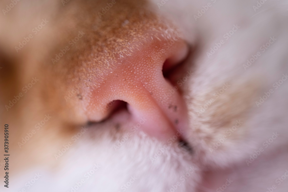 Obraz premium Nose of a red and white cat's. Focus on the rhinarium, the furless skin surface surrounding the external openings of the nostrils