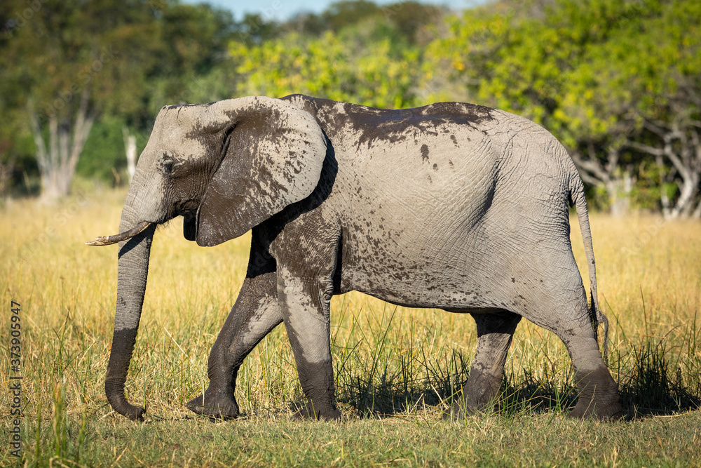 Adult female elephant with small tusks covered in mud walking in Moremi Okavango Delta