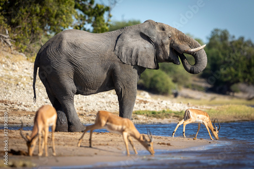 Elephant bull standing at the edge of Chobe River with three impala in Botswana