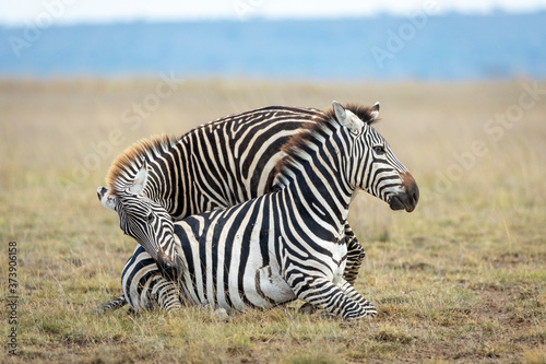 Two zebra playing together in short grass in Amboseli National Park in Kenya
