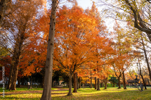 秋のみさと公園 © inoumasa