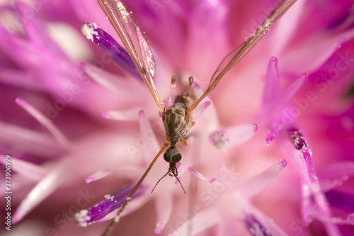 Macro view of Crane fly on the pink flower. Tipula maxima.