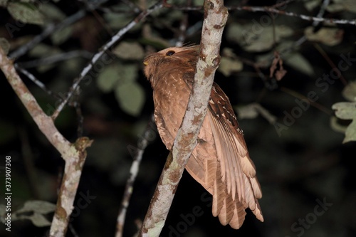 Large Frogmouth (Batrachostomus auritus) in Borneo, Malaysia - オオガマグチヨタカ photo