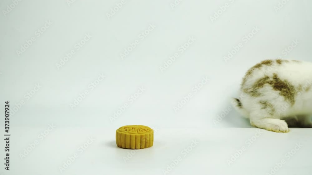 Little bunny or baby rabbit fur white and brown with moon cake while walking over isolated white background. Little bunny or baby rabbit fur white and brown with moon cake while walking over isolated white background.