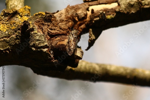A hidden cecada in Provence