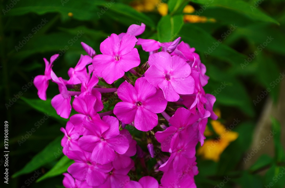 Bright phlox bloom in the garden.