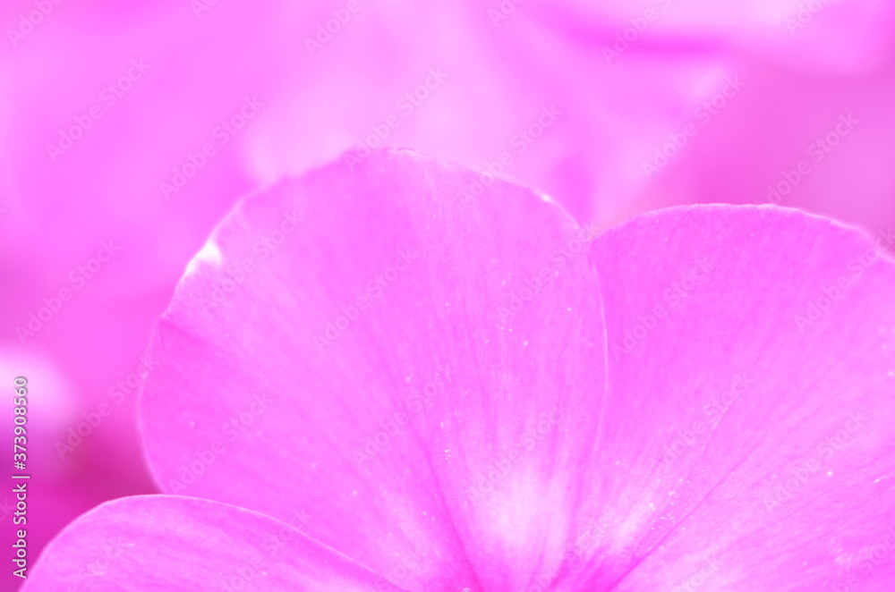 Naklejka premium Bright phlox bloom in the garden.