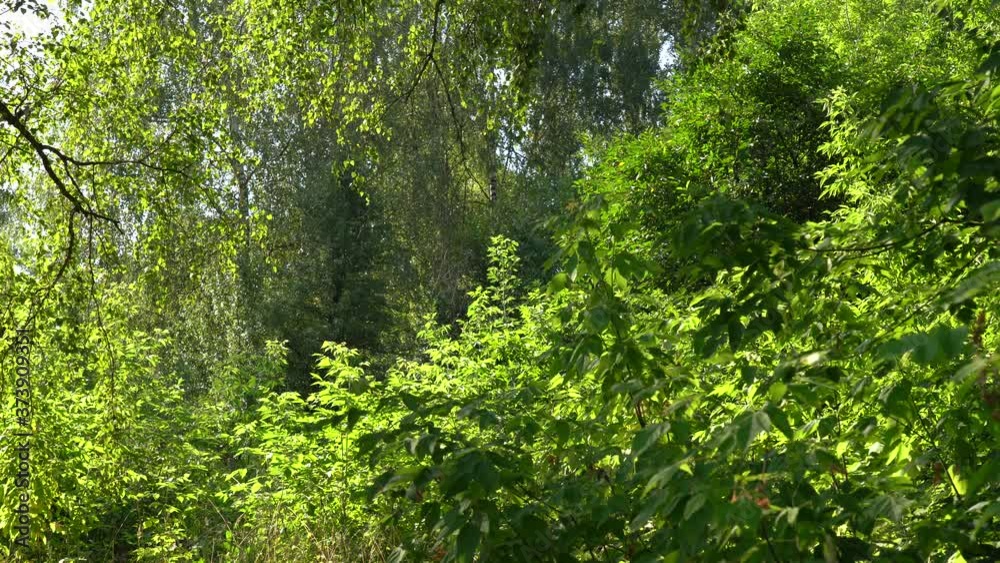 Sunny green trees of different kinds growing in forest outside. Summer landscape. Sunny green trees of different kinds growing in forest outside. Summer landscape.