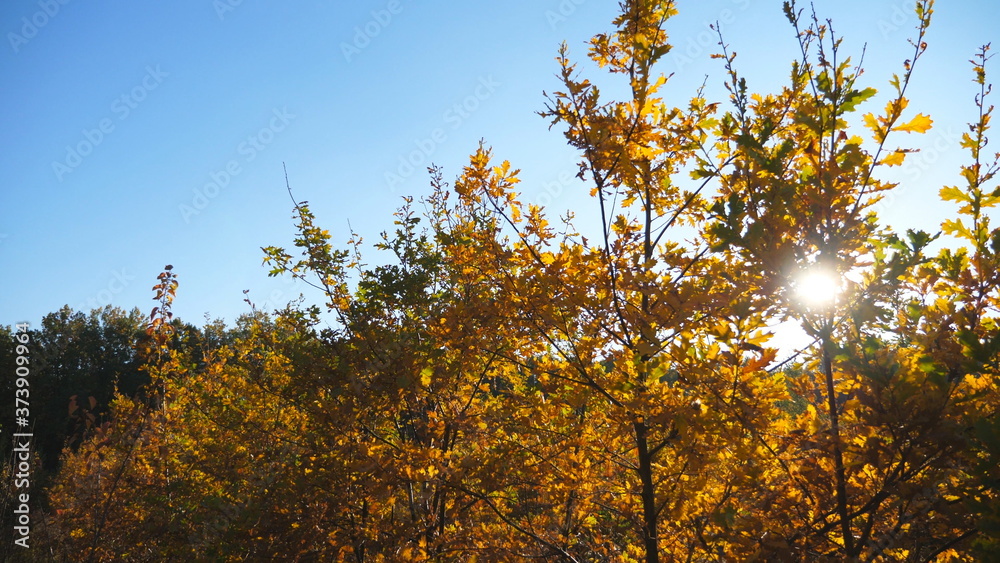 Fototapeta premium Warm sunbeams illuminates branches of small trees in autumn garden. Bright sunlight breaks through foliage of oak plants in park. Beautiful nature landscape at sunny day. Crane shot Slow motion