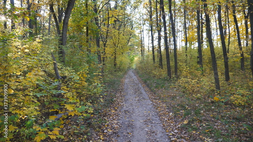 Camera moves along path among autumn forest at sunny day. View of walks along trail through woodland. Bright warm sunlight illuminates maple trees. Beautiful nature at background. Point of view