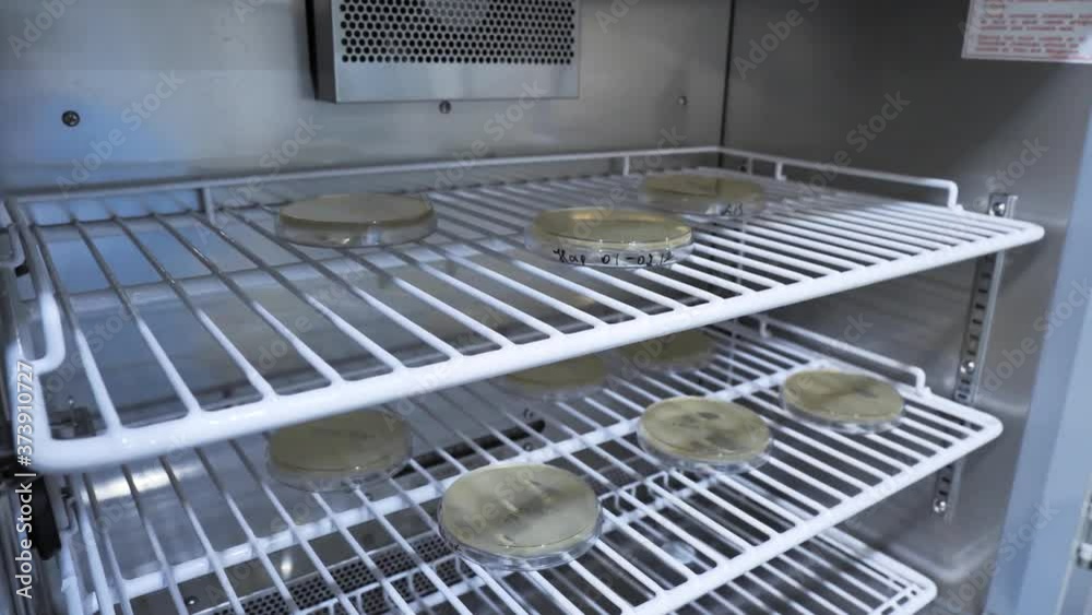 Study petri dish with seeding of microorganisms in laboratory refrigerator Study petri dish with seeding of microorganisms in laboratory refrigerator