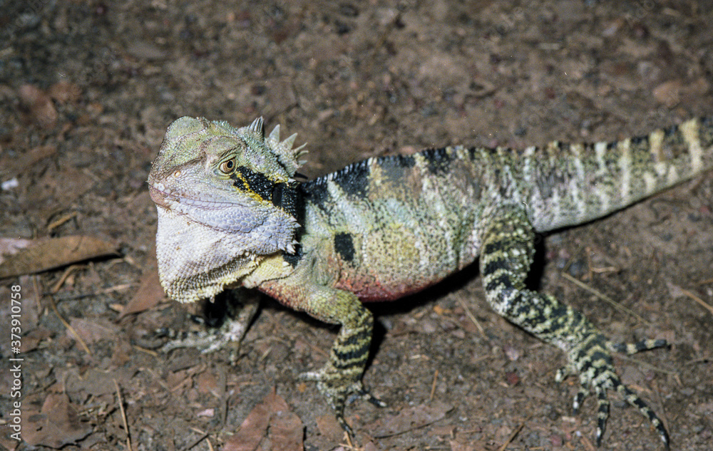 Lézard à collerette, australie du nord. Lézard à collerette, australie du nord.