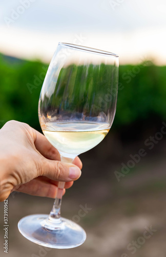 Glass of white wine in front of grapevines in a vineyard. Chardonnay